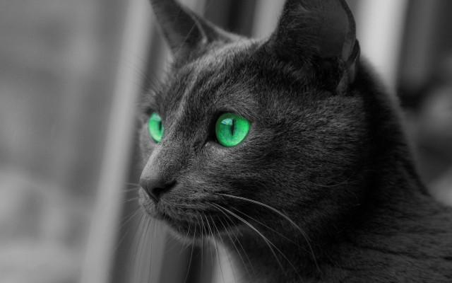 Cat green eyes window curtain free wallpaper - medium preview image