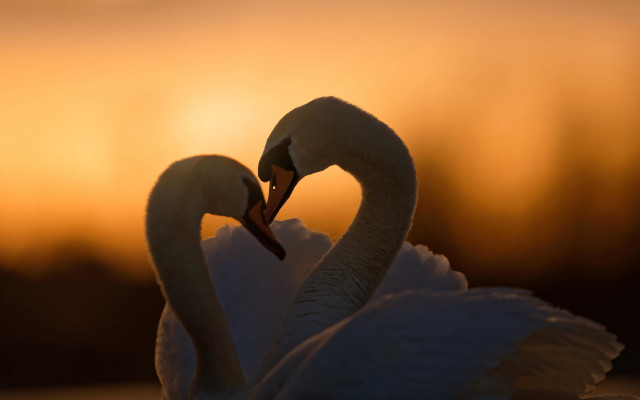 Swans romantic puzzle sunset clouds free wallpaper - medium preview image
