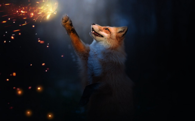 Fox sparkler fireworks night fantasy free wallpaper - medium preview image