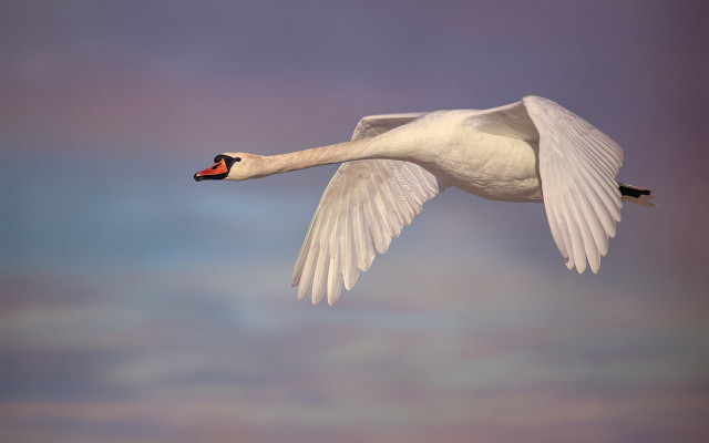 White swan flying cloudy sky free wallpaper - medium preview image
