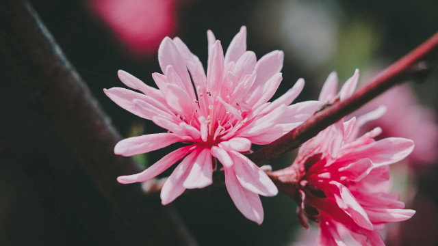 Pink flower closeup butterfly blurry free wallpaper - medium preview image