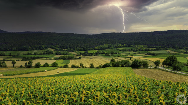 Sunflower field stormy sky lightning free wallpaper - medium preview image