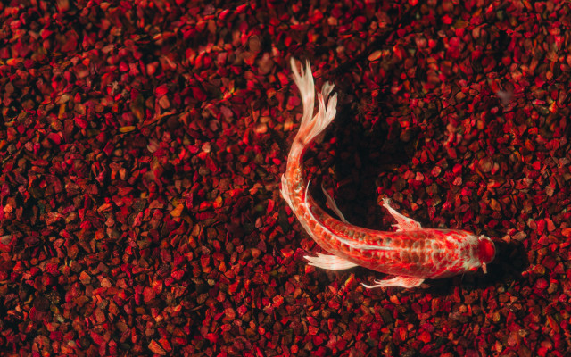 Fish water pebbles blackwhite autumn free wallpaper - medium preview image