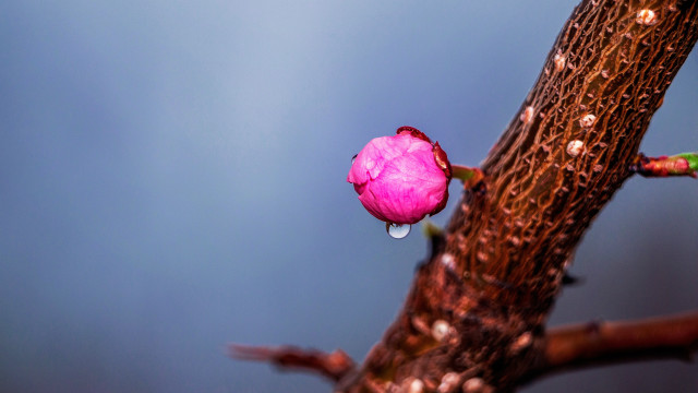 Pink flower water drops tree free wallpaper - medium preview image