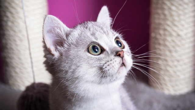 White cat blue eyes blurry #3 free wallpaper - medium preview image