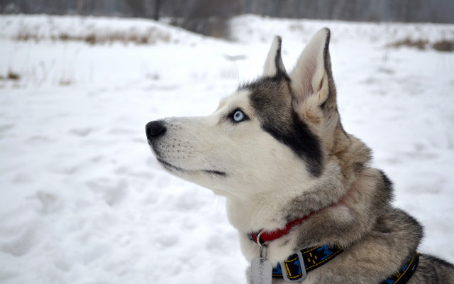 Husky snow dog collar forest free wallpaper - medium preview image