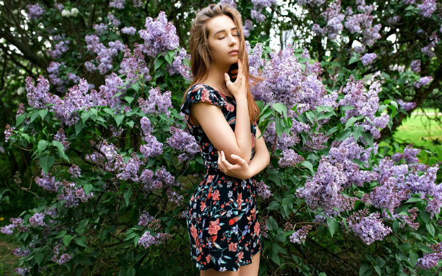 Eszter mattioni purple flower bush free wallpaper - medium preview image