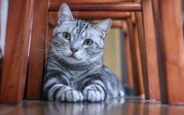 Sad cat under chair green #2 free wallpaper - medium preview image