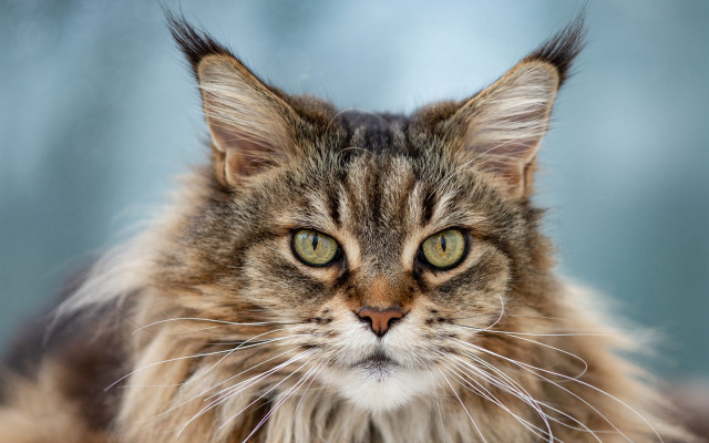 Long haired cat serious eye free wallpaper - medium preview image