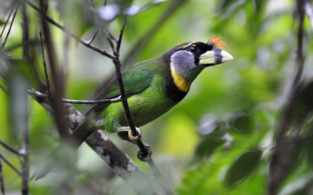 Colorful bird branch tree leaves #3 free wallpaper - medium preview image
