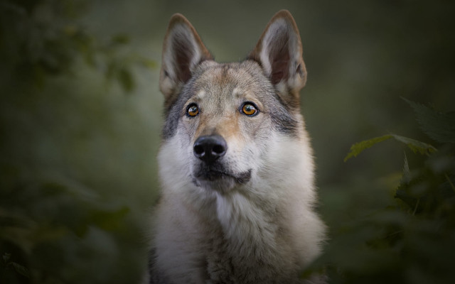 Wolf sad eye green background free wallpaper - medium preview image