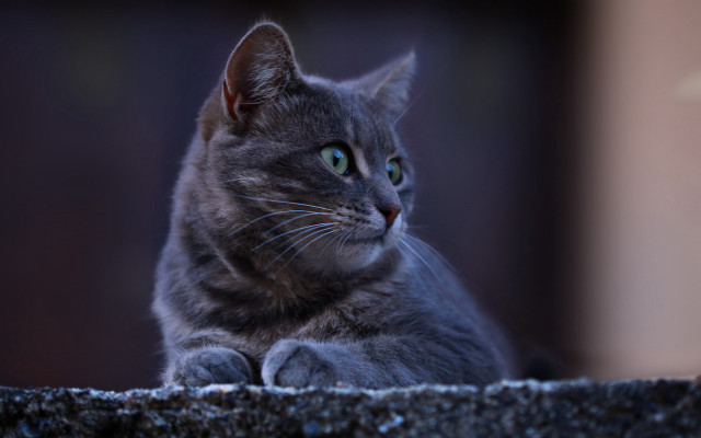 Serious cat ledge pastel animal free wallpaper - medium preview image