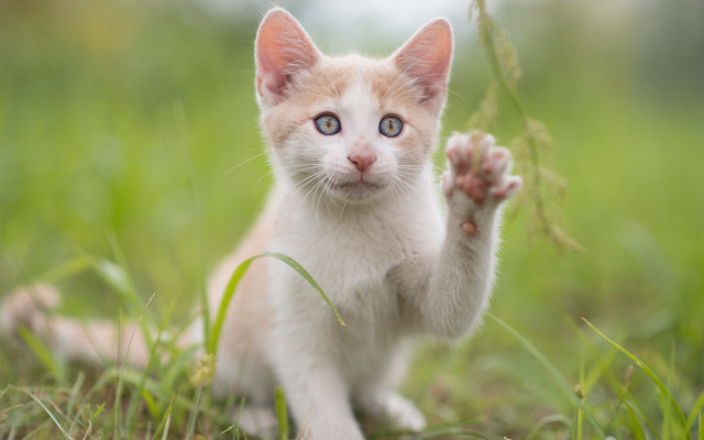 Kitten waving grass blurry background free wallpaper - medium preview image