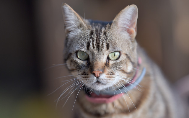 Serious cat collar looking at free wallpaper - medium preview image