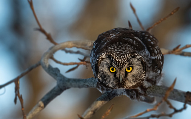 Owl yellow eyes bare tree free wallpaper - medium preview image