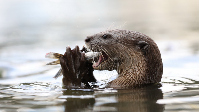 Otter biting fish water sharp free wallpaper - medium preview image