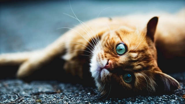 Blue eyed cat sad look free wallpaper - medium preview image