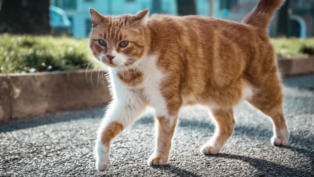 Cat street flower planter neoism free wallpaper - medium preview image