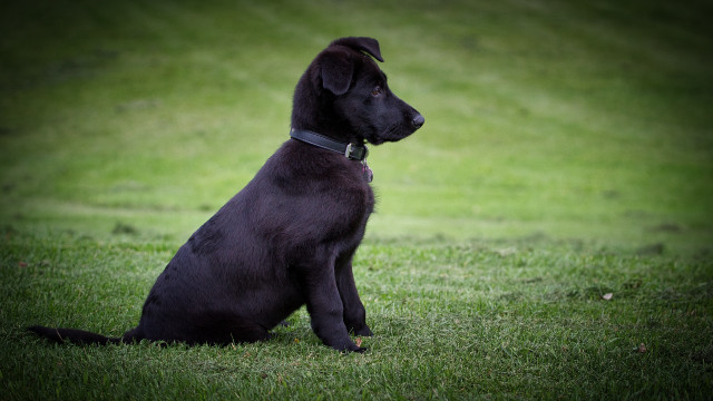 Black dog grass outdoors nature free wallpaper - medium preview image