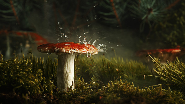 Mushroom water grass trees fireworks #2 free wallpaper - medium preview image