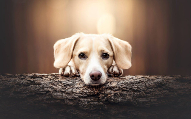 Dog sitting log head resting free wallpaper - medium preview image