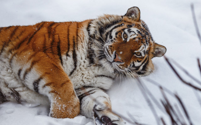 Tiger snowy paw blurry background free wallpaper - medium preview image