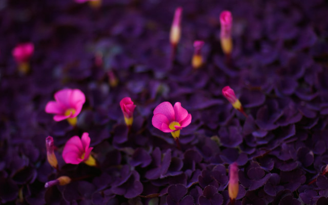 Purple flower field macro blurry #6 free wallpaper - medium preview image