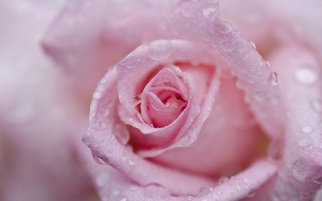 Pink rose water droplets macro #14 free wallpaper - medium preview image