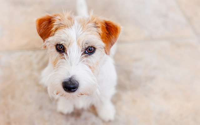 Small white brown dog tile free wallpaper - medium preview image