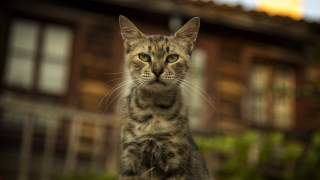 Cat house bush photorealistic blurry free wallpaper - medium preview image