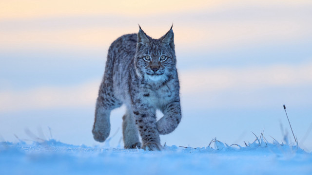 Lynx snowfield sunset closedeyes wildlife free wallpaper - medium preview image