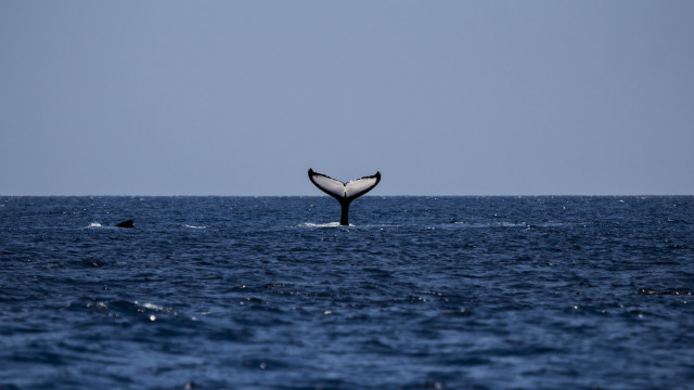 Whale tail ocean swimming beach free wallpaper - medium preview image