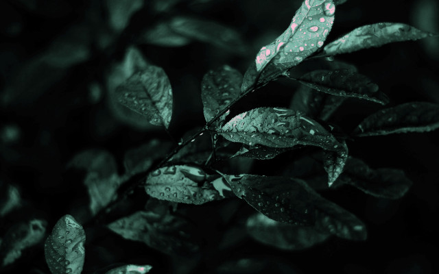 Green leaf water droplets black #11 free wallpaper - medium preview image