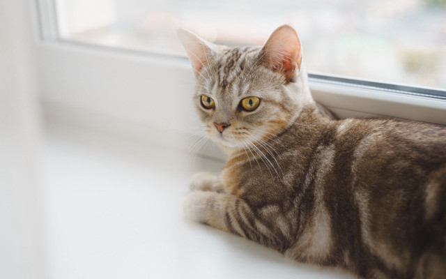 Cat window sill looking camera #2 free wallpaper - medium preview image