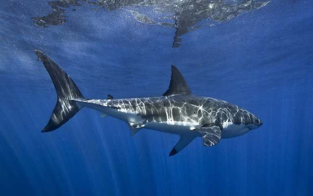 Great white shark camera mounting free wallpaper - medium preview image