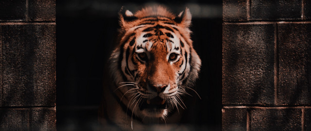 Tiger caged fence brick night free wallpaper - medium preview image