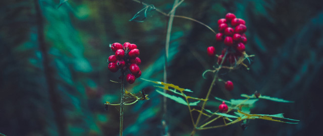 Red berries plant forest macro free wallpaper - medium preview image