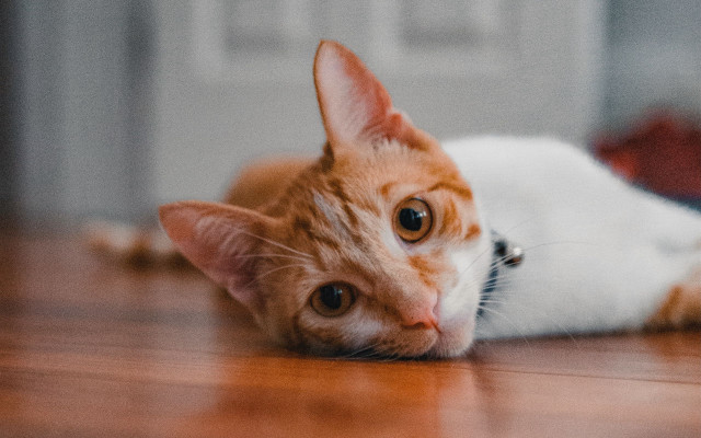 Sad cat floor eye blurry free wallpaper - medium preview image