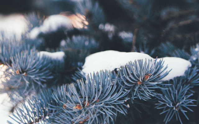 Pine snow branches shallow depth free wallpaper - medium preview image