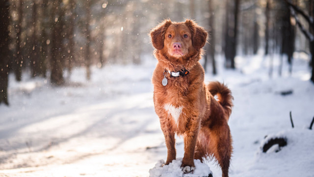 Dog snow wooded area aurora free wallpaper - medium preview image