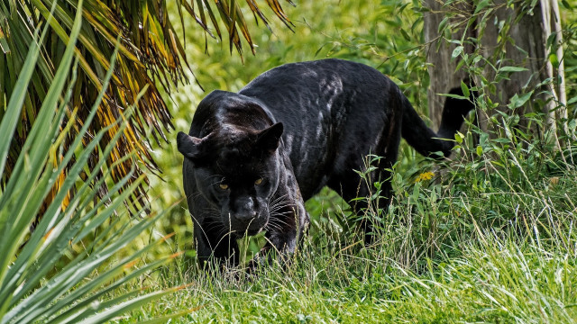 Black leopard tallgrass bamboo forest free wallpaper - medium preview image