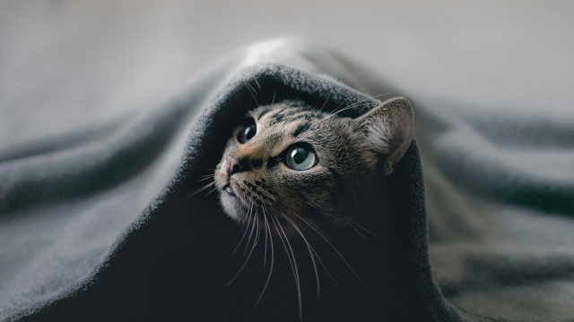 Cat peeking under blanket outdoor free wallpaper - medium preview image