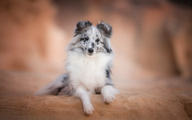 Small dog couch sad eyes free wallpaper - medium preview image