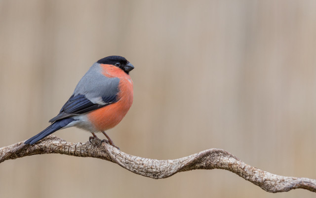 Small bird branch blurry background free wallpaper - medium preview image