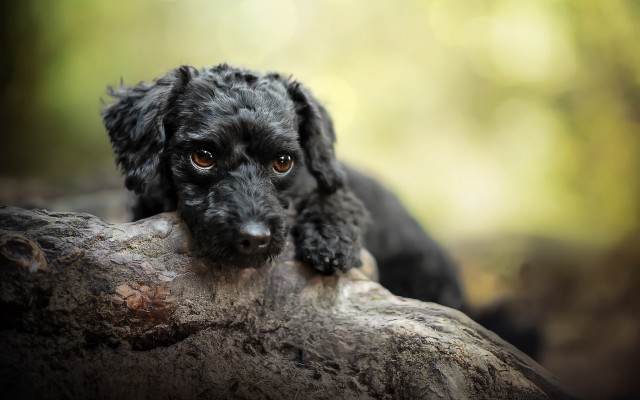 Black dog sitting tree branch free wallpaper - medium preview image