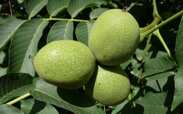 Three green fruit leaves branch free wallpaper - medium preview image