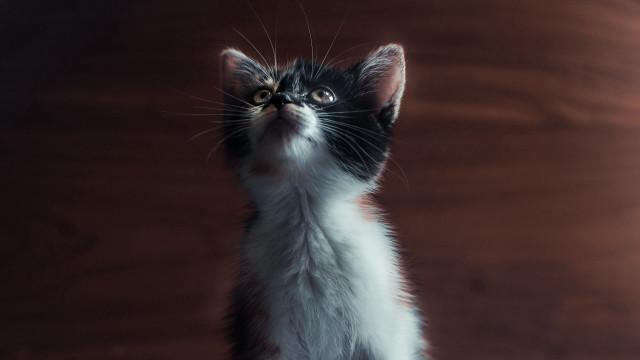 Kitten looking up wooden wall free wallpaper - medium preview image