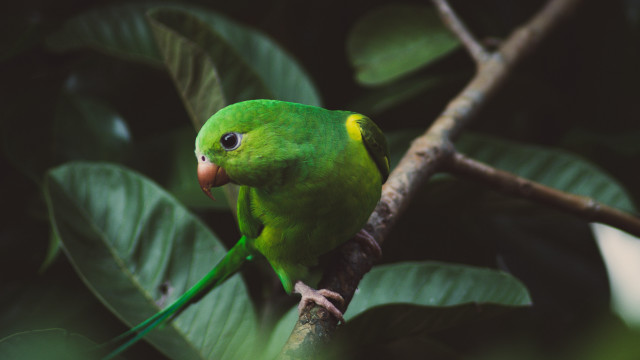 Green bird perched branch leaves free wallpaper - medium preview image