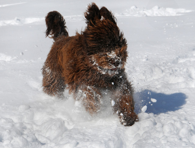 Dog running snow mouth open free wallpaper - medium preview image