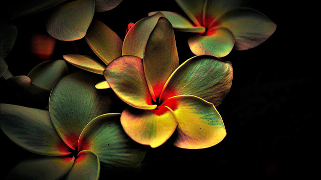 Yellow red flowers black background free wallpaper - medium preview image